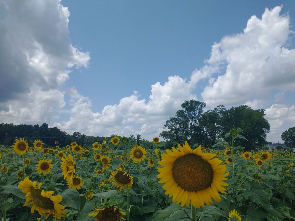 Collin's Produce and Flower Farm