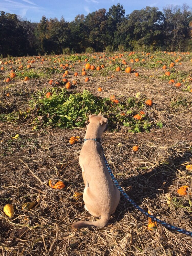 Brookfield Pumpkins Pumpkin Patches 8302 Ramsburg Rd, Thurmont, MD
