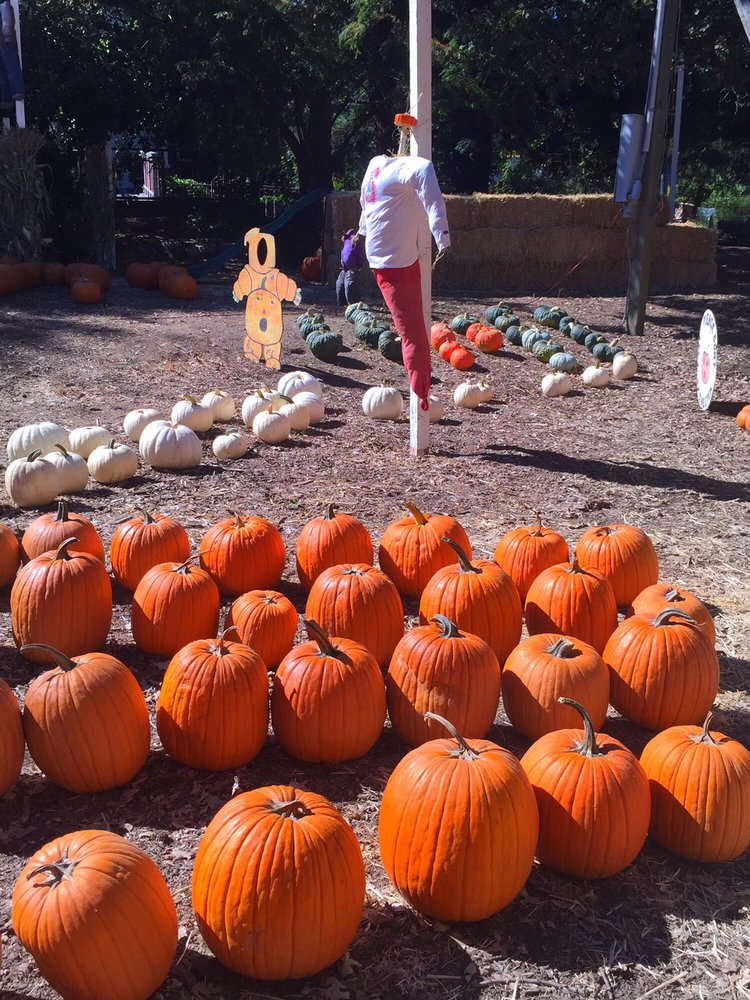 Shadelands Ranch Pumpkin Patch 43 Photos & 27 Reviews Pumpkin