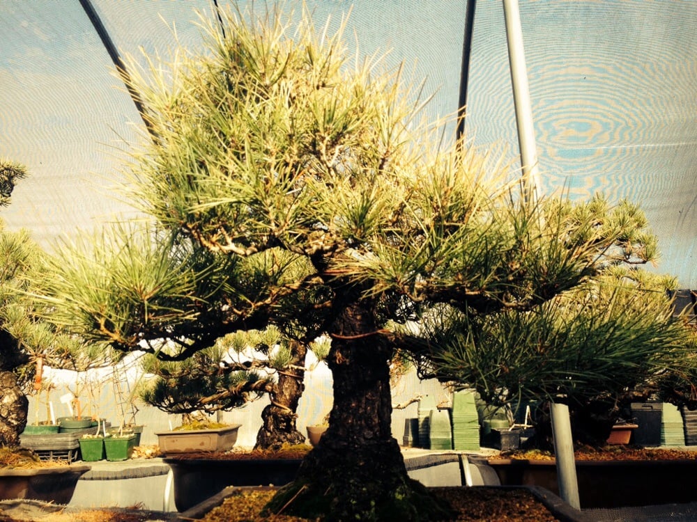Colorado Bonsai Nurseries Gardening 12355 W 34th Pl Denver Colorado Bonsai Nurseries Gardening 12355 W 34th Pl Denver Co Phone Number Last Updated December 18 2018 Yelp