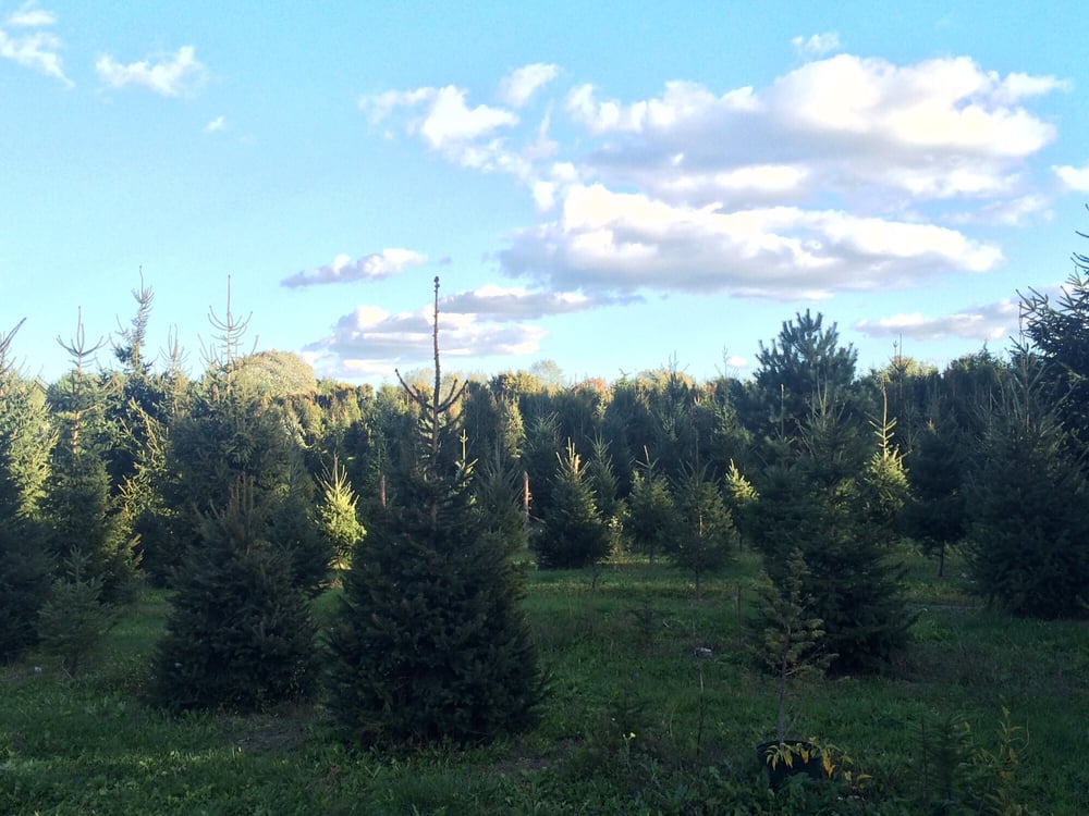 the christmas tree farm at elwood on 10 17 just to see the christmas tree farm at elwood on 10 17 just to see