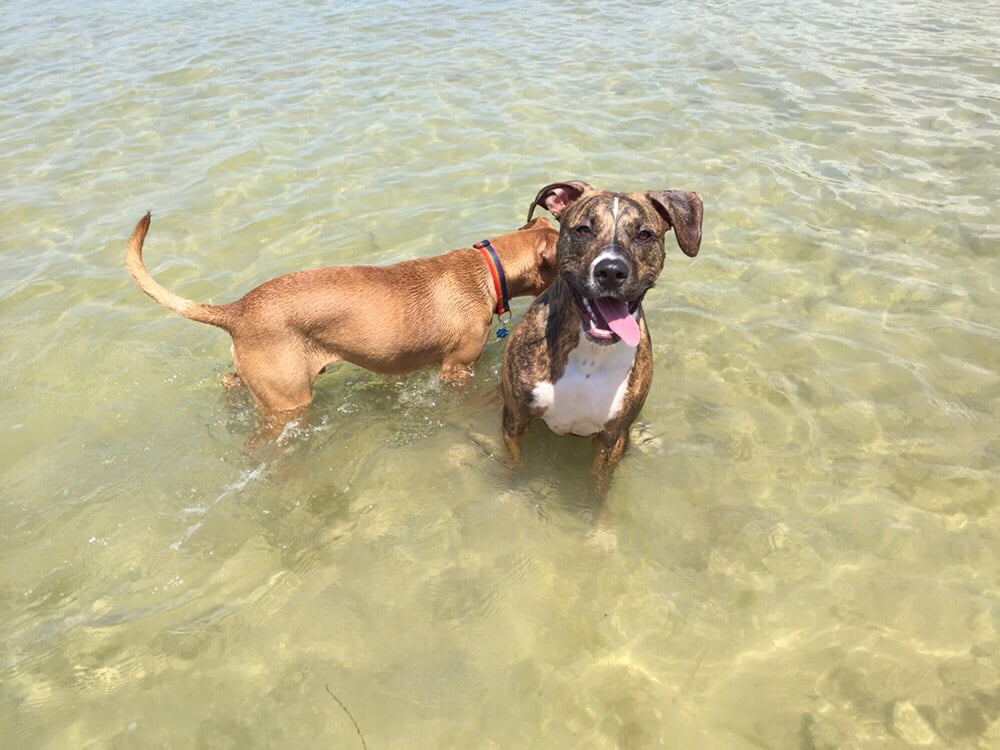 Picnic Island Park & Boat Ramp 78 Photos & 36 Reviews Boating