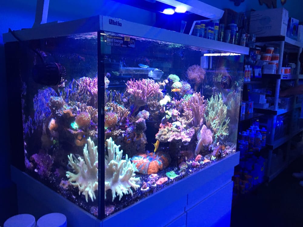 the mystic reef 19