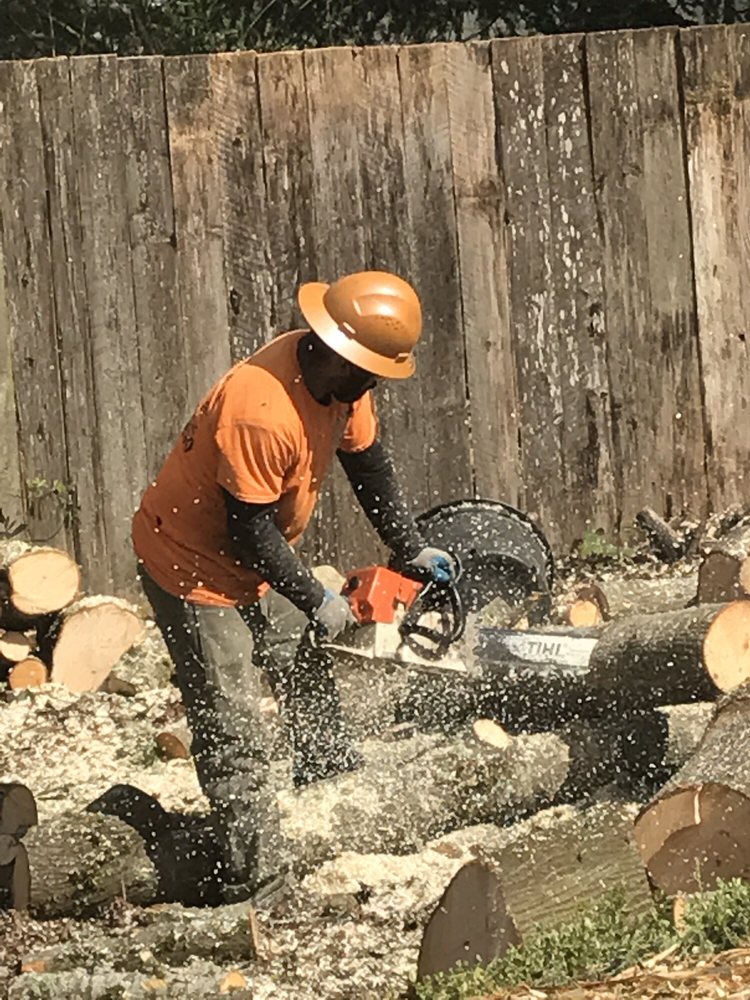 All Star Tree Specialists