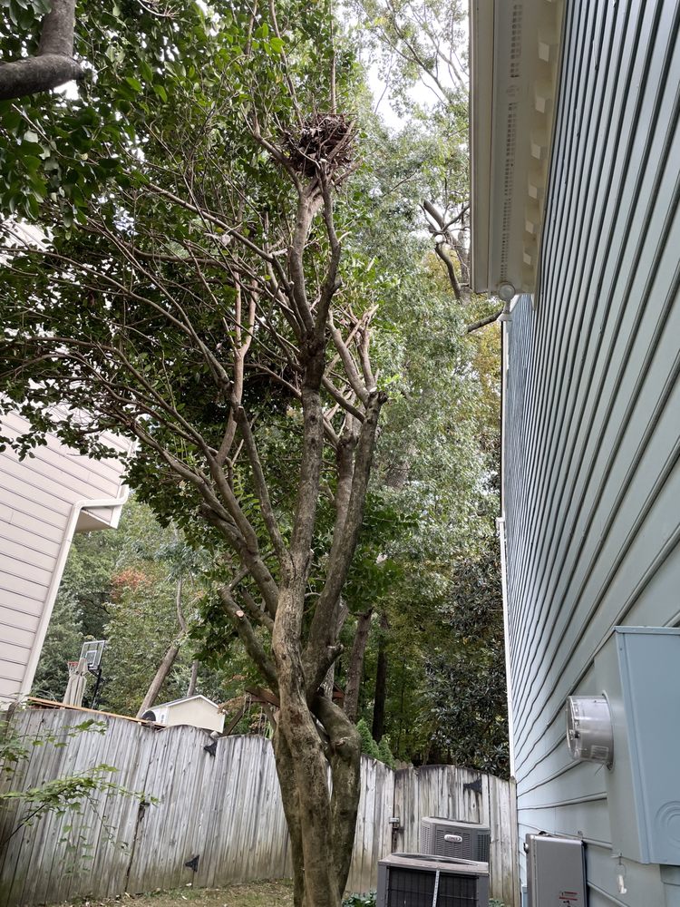 Monster Tree Service of Raleigh Durham