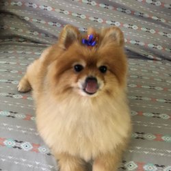 emma marie's dog daycare