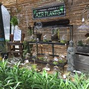 Weston Nurseries Of Hopkinton 21 Photos 38 Reviews Mums Photo Of Weston Nurseries Hopkinton Ma United States