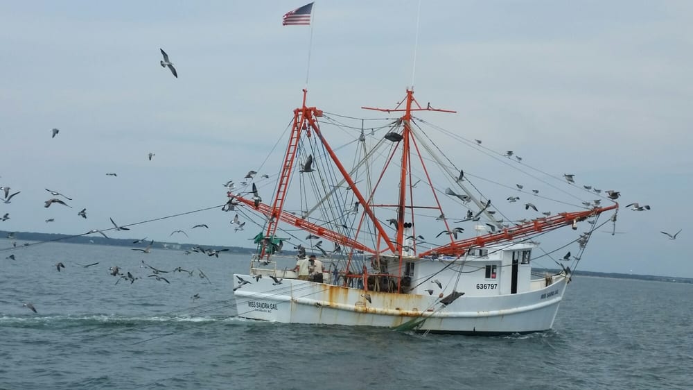 See these locals up close during a sightseeing tour, one of the most fun and memorable things to do in north myrtle beach. Myrtle Beach Dolphin Cruises 15 Reviews Tours 2121 Little River