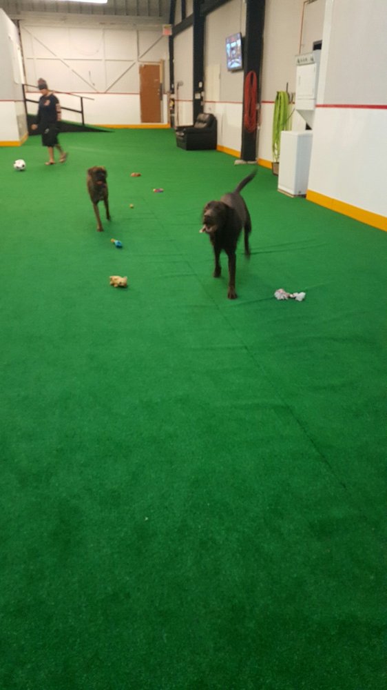 Gus’ Indoor Dog Park and Daycare Dog Parks 425 E Columbia Street, New Westminster, BC