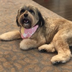 dog groomers greensboro nc dog groomers greensboro nc