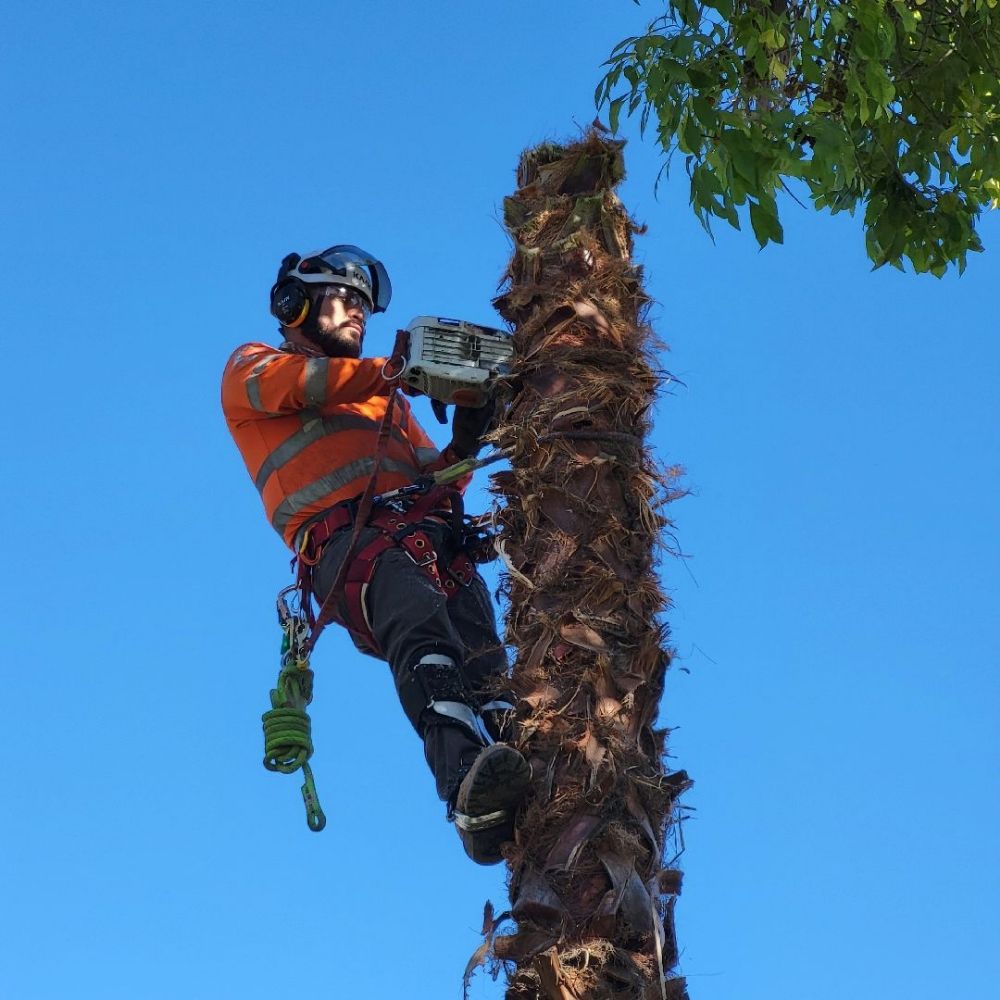 Aguila GR Tree & Landscaping Service