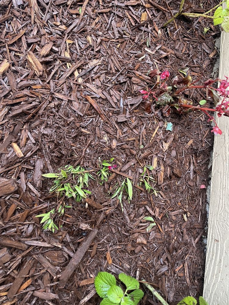image of business First Coast Mulch