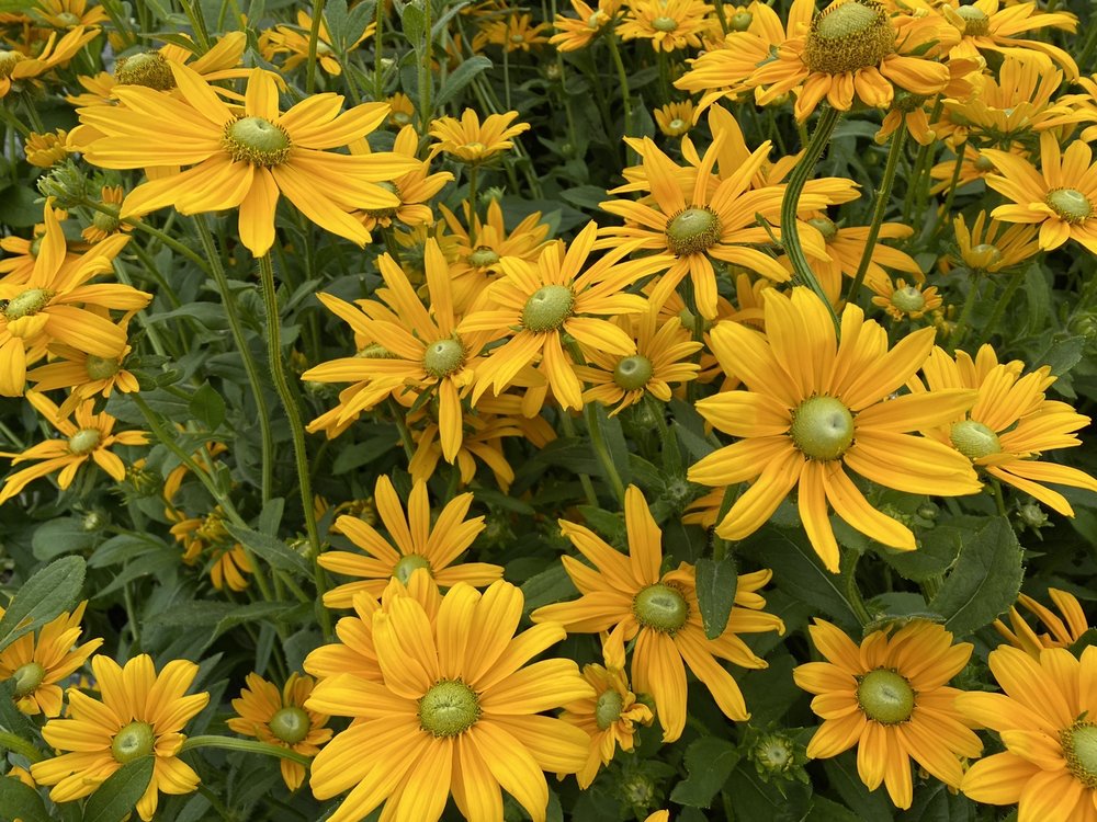 Claussen's Florist, Greenhouse & Perennial Farm