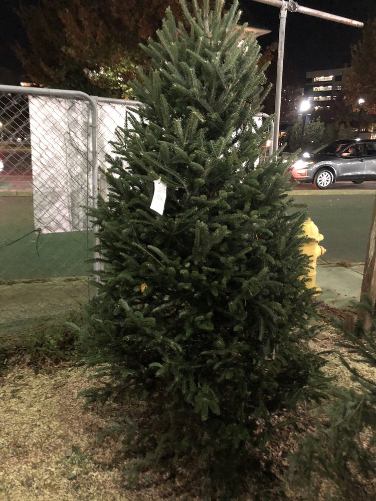 Willie Simpson's Christmas Tree Lot