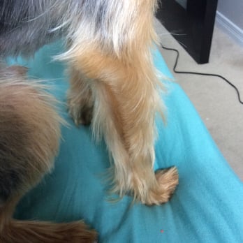 Brenda S Dog Spa Mississauga On Brenda S Dog Spa Mississauga On
