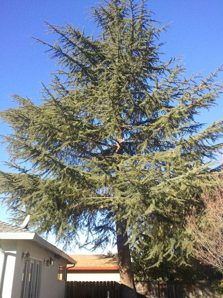 Deodar Cedar tree(cedrus deodara) before thinning and