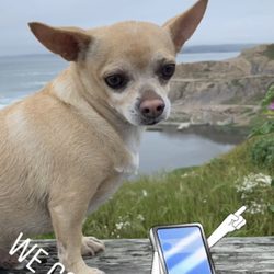 pet toy stores near me