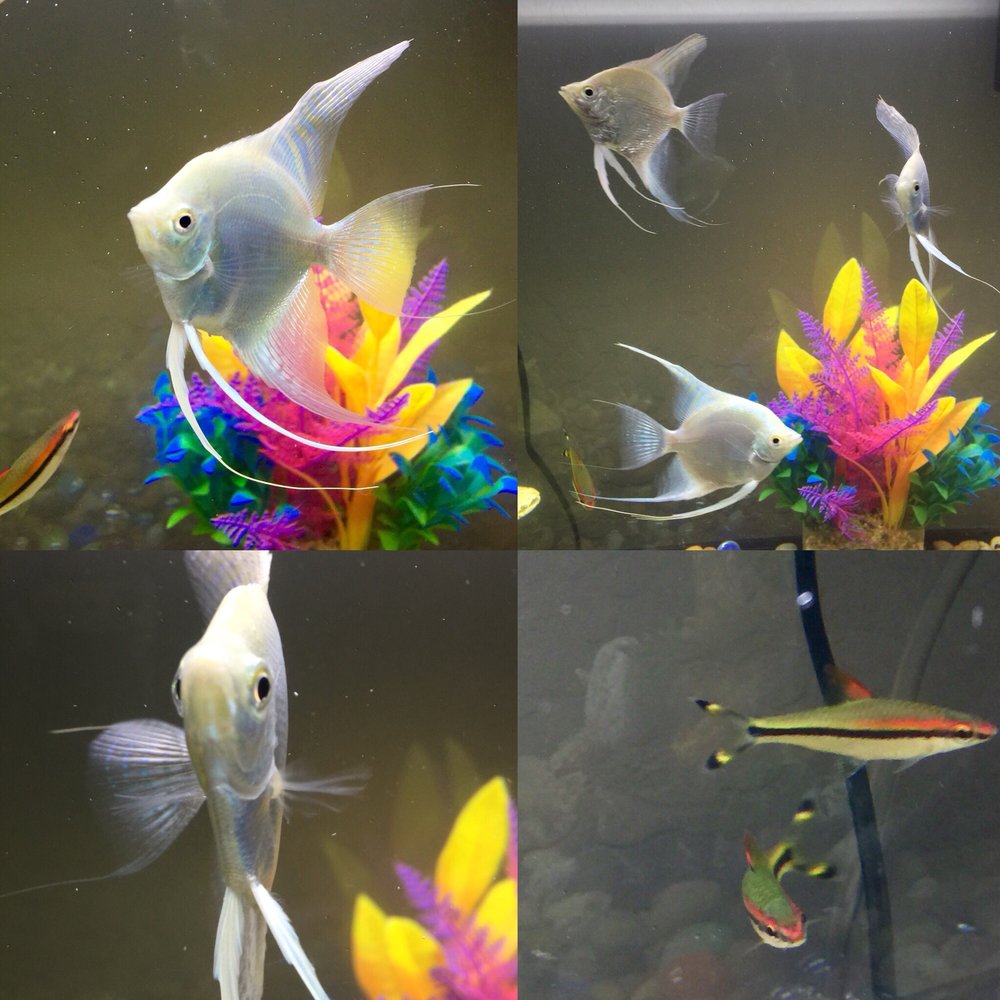 Phoenix Tropical Fish 53 Reviews Local Fish Stores 3148 N 37th St