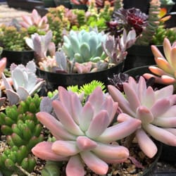 Los Osos Valley Nursery 26 Photos 18 Reviews Nurseries Photo Of Los Osos Valley Nursery Ca United States