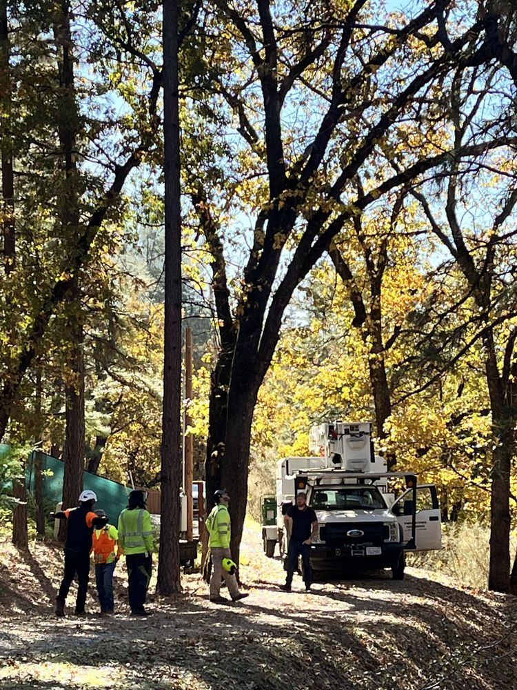 Twin Cities Tree Service