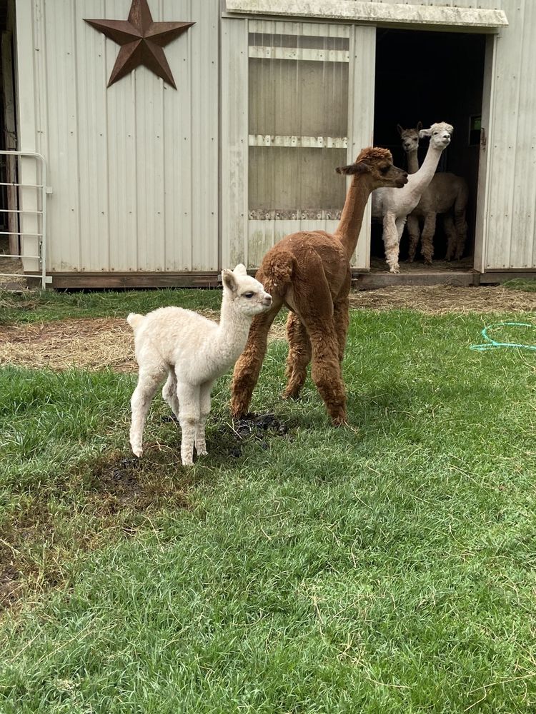 Starry Night Alpacas