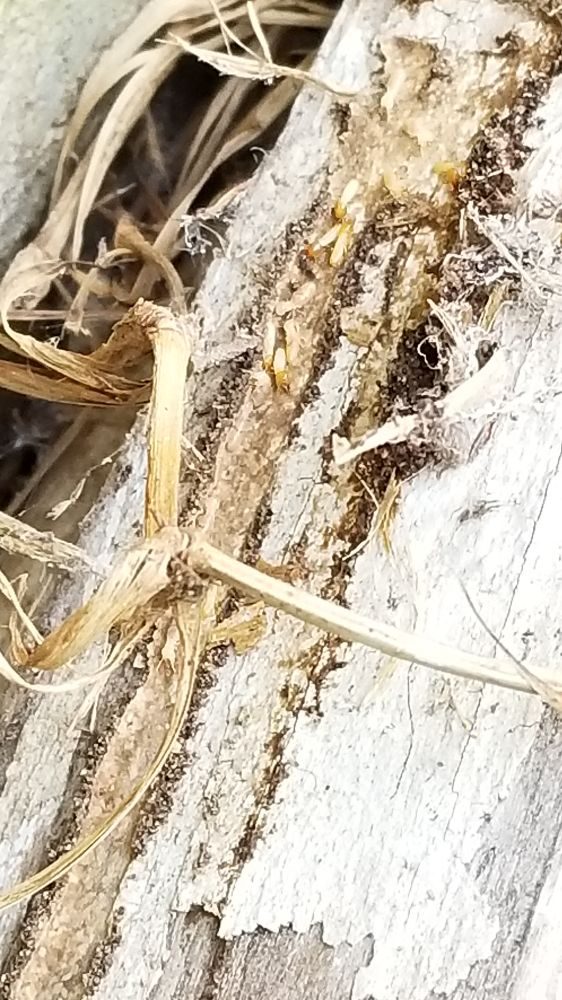Bug Defender Pest Management