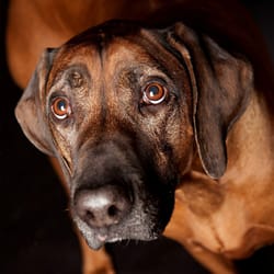 Access Woodland Hills >> Access Specialty Animal Hospital 105 Photos 477 Reviews Access Woodland Hills >> Access Specialty Animal Hospital 105 Photos 477 Reviews