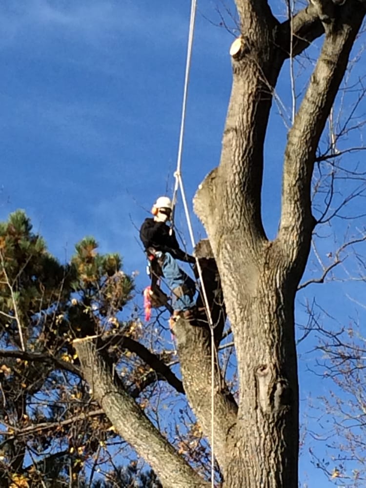 Vic's Tree Service