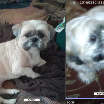 Mobile Dog Grooming Beaverton Mobile Dog Grooming Beaverton