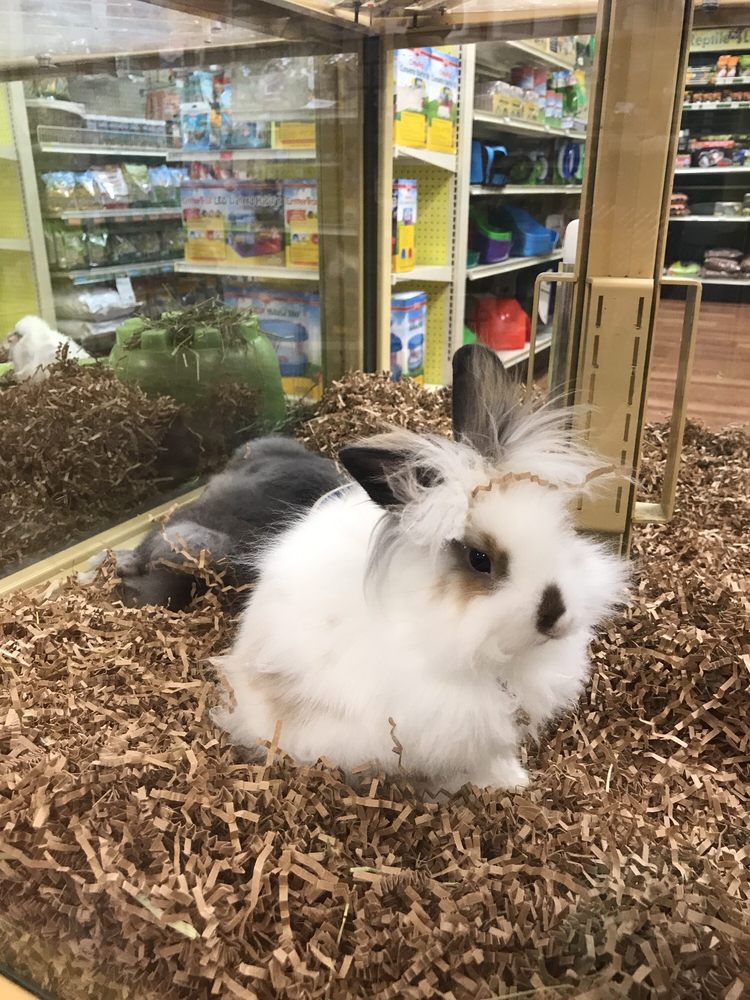rabbit pet supermarket