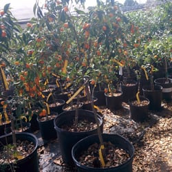 Jrn Nursery Nurseries Gardening 4809 Breen Dr Houston Tx Photo Of Jrn Nursery Houston Tx United States