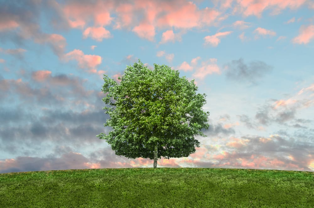 ADM Tree Services