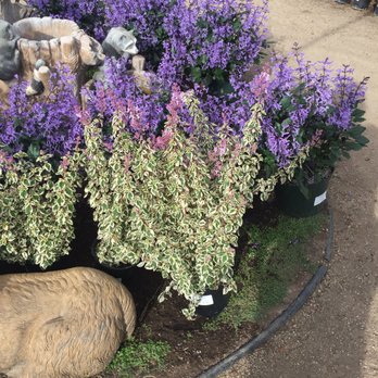 El Plantio Nursery Landscaping 59 Photos 54 Reviews Photo Of El Plantio Nursery Landscaping Escondido Ca United States Plectranthus