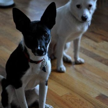 Where Can I Get My Dog Spayed For Cheap Where Can I Get My Dog Spayed For Cheap