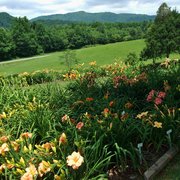 Davis Boxwood Daylily Nursery Nurseries Gardening 136 Sunset Dwarf Photo Of Davis Boxwood Daylily Nursery Lowgap Nc United States S