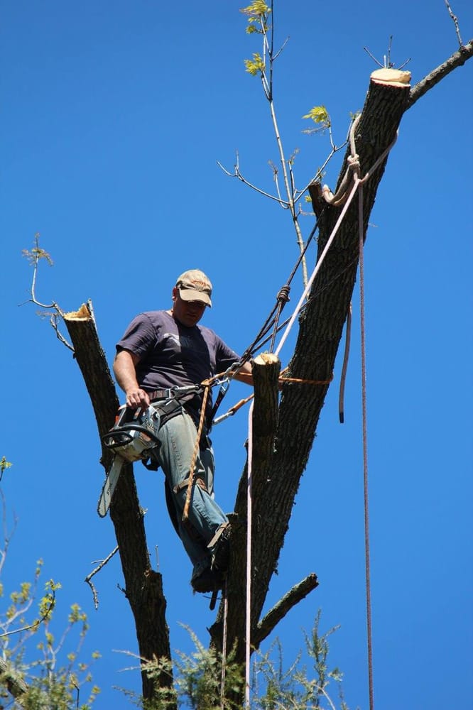 Valley Tree Experts