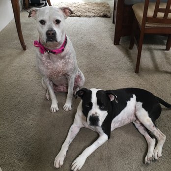 tucson dog trainers tucson dog trainers