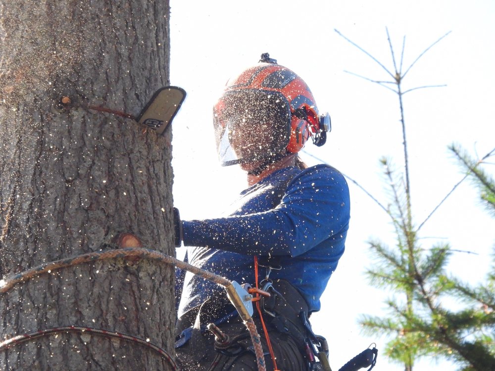 Washington Tree Climbers