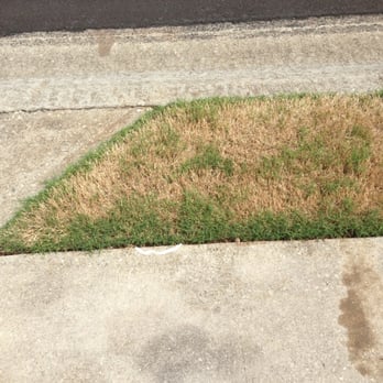 Top Turf Lawn Care And Pest Management 51 Photos 61 Reviews Photo Of Top Turf Lawn Care And Pest Management Lawrenceville Ga United States