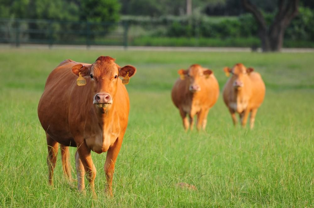 La Fortaleza Beef