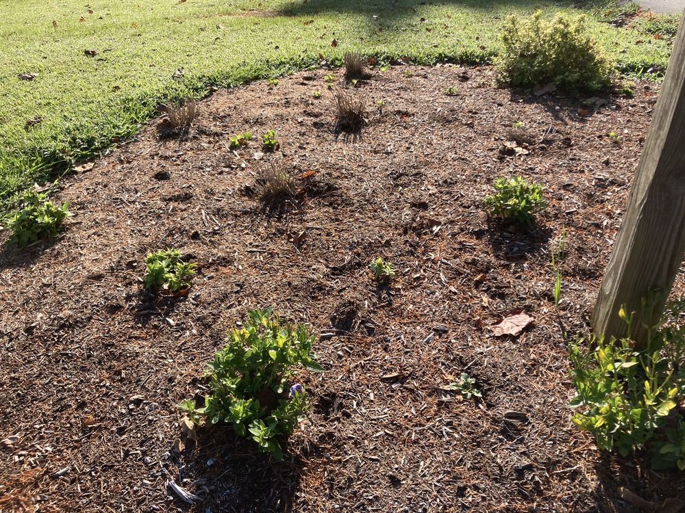 Ninebark Landscaping