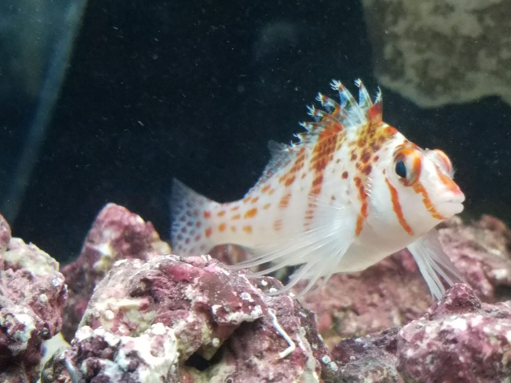 foothill aquatic pets 37