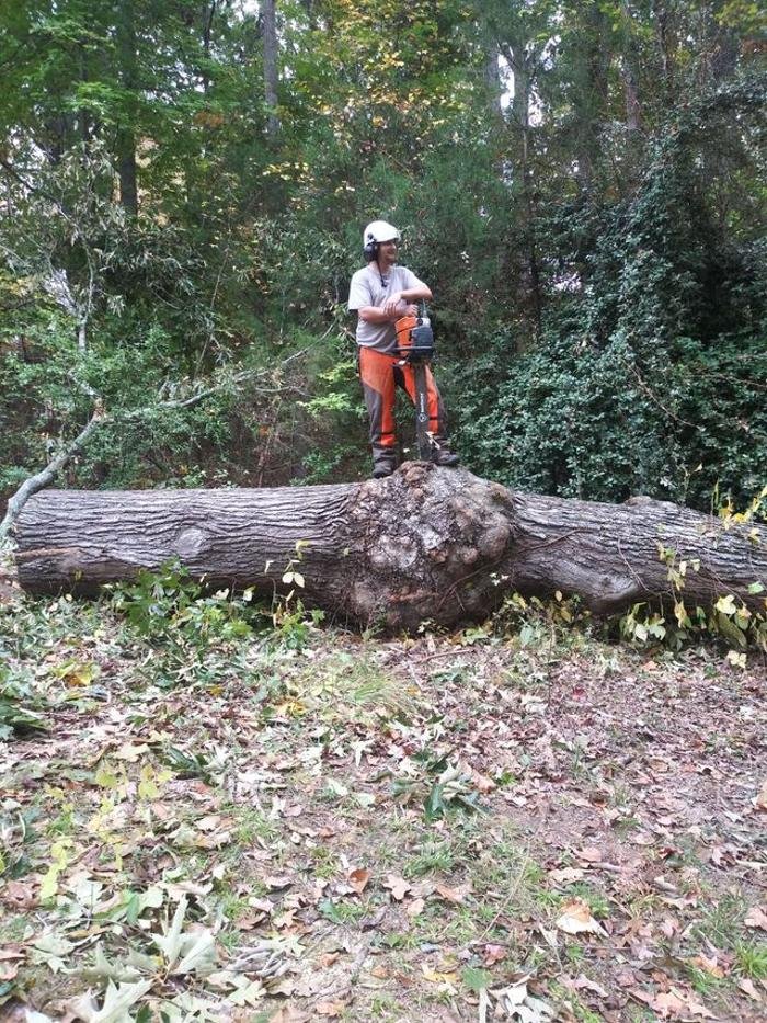 Forestedge Tree Care