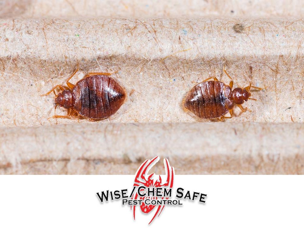Wise / Chem Safe Pest Control