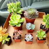 Aki Nursery 191 Photos 70 Reviews Nurseries