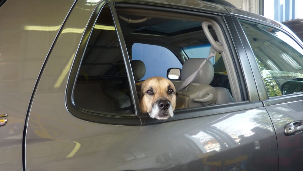 Grease Monkey 19 Reviews Oil Change Stations 13024 39th Ave. SE