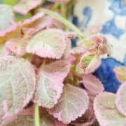 Cary garden supply coupons