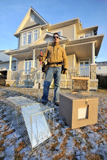 All Wildlife Removal