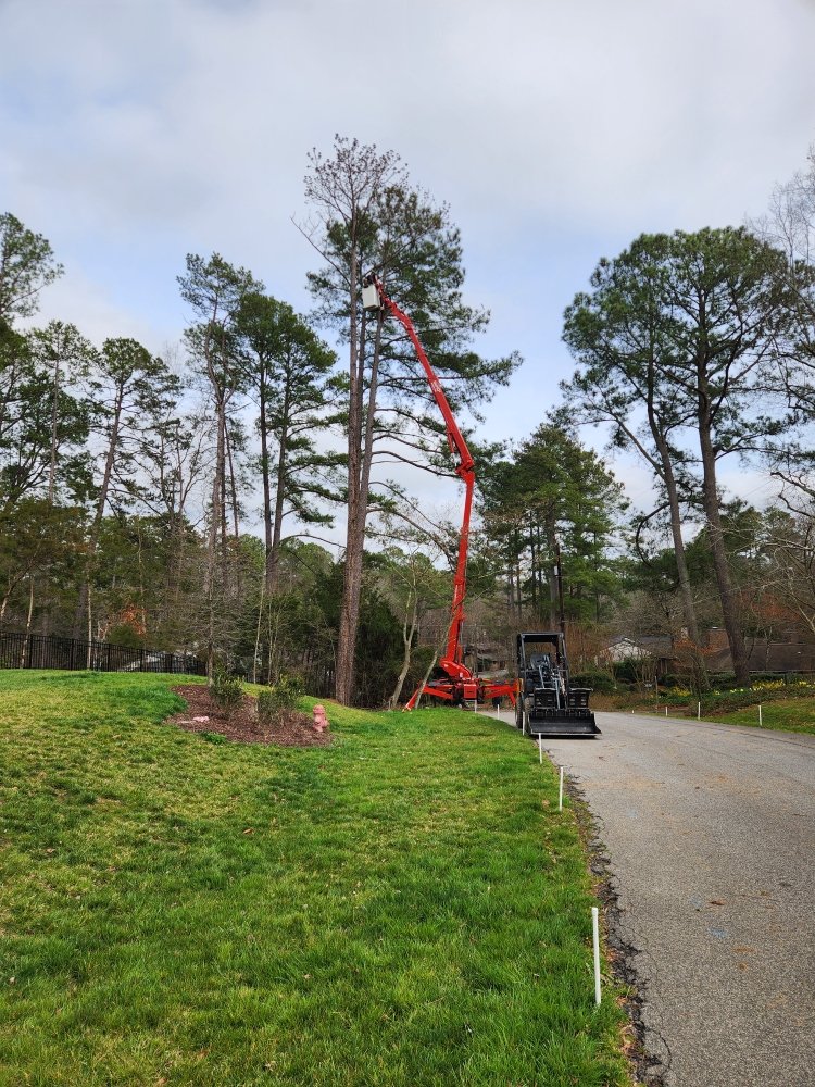 Forrest Tree Service