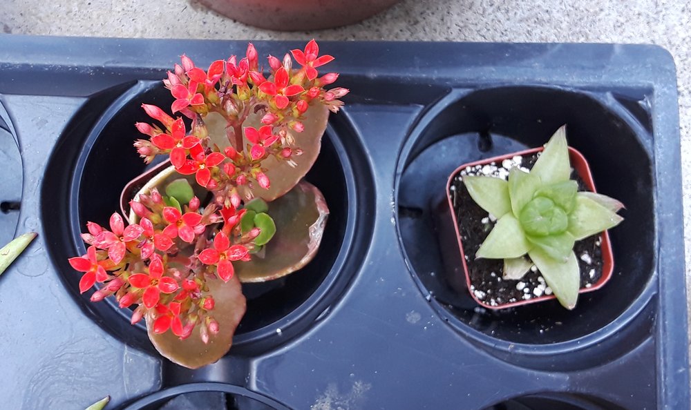 Amalia's Succulents